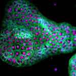 organoids-drive-human-relevant-drug-discovery