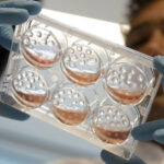 organoids-as-predictive-translational-models-for-drug-development
