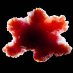 powering-the-organoid-revolution-with-scalable,-human-based-systems