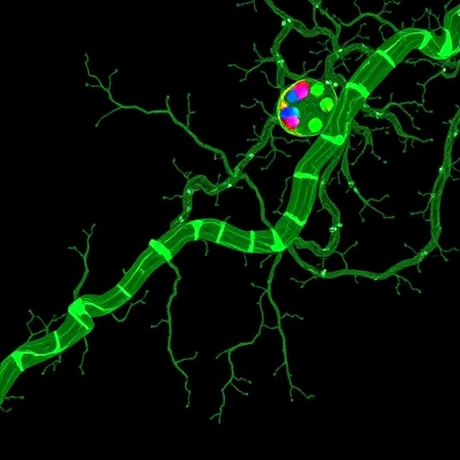 fgfr2b-links-to-biomarkers,-tumor-diversity,-survival