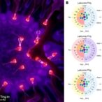 longer-leukocyte-telomeres-linked-to-premature-membrane-rupture