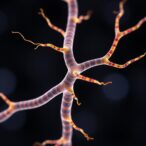 flexible-axon-sheath-enables-complex-cns-myelination