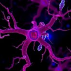 macrophage-gsα-boosts-nlrp3,-reduces-aneurysm