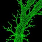 ibmcp-team-uncovers-“molecular-switch”-governing-plant-vascular-tissue-formation
