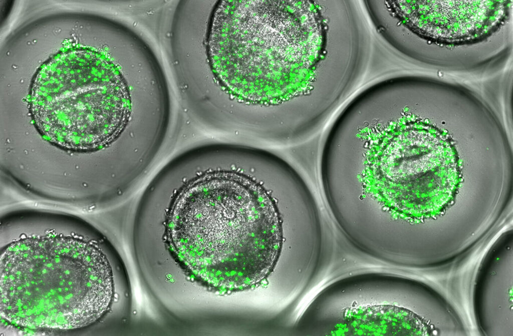 top-10-organoid-companies