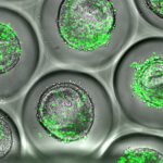 top-10-organoid-companies