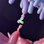 combining-novel-dual-hif-inhibitors-with-immunotherapy-erases-multiple-tumor-types-in-mice
