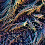 accelerating-organoid-adoption-set-to-transform-cancer-drugs