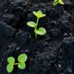 engineered-biochar-harnesses-soil-chemistry-to-degrade-antibiotic-pollution