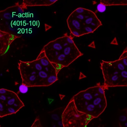 f-actin-depolymerization-boosts-stem-cell-islet-differentiation