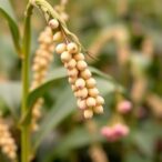 solving-china’s-soybean-crisis:-optimized-crops,-diets