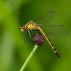 damselfly-mating-strategies-shed-light-on-reproductive-barriers