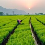 alternative-cropping-eases-water-scarcity-in-north-china
