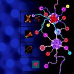 inside-tcf3::hlf-positive-b-all:-clinical-and-molecular-insights
