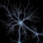 ultrastructural-study-of-dendrites-in-seizure-model