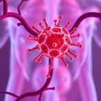 researchers-uncover-mechanisms-of-key-immune-cells-in-prostate-protection