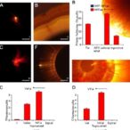 extracellular-vesicles-from-tnf-α-primed-mscs-alleviate-inflammatory-retinal-damage