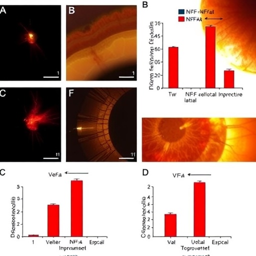 extracellular-vesicles-from-tnf-α-primed-mscs-alleviate-inflammatory-retinal-damage
