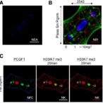 pcgf1-driven-dynamic-remodeling-of-h3k27me3-enables-early-lineage-specification