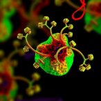 new-[225ac]-pertuzumab-drug-shows-potent-her2-fight