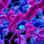 chitinase-like-proteins-alter-cholesterol-in-atherosclerosis
