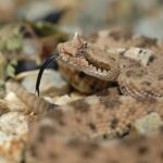 orbimed’s-sidewinder-slides-toward-clinic-with-$137m-series-b-for-antibody-drug-conjugates
