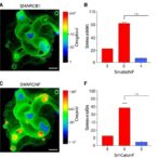 smarcb1-mutants-impair-swi/snf-stability,-function