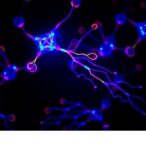 natural-compound-pgg-triggers-pyroptosis-to-enhance-anti-tumor-immune-response