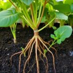 how-do-plant-roots-adapt-to-unpredictable-temperature-changes?