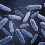 dna-uptake-in-cholera-may-increase-defense-mechanisms