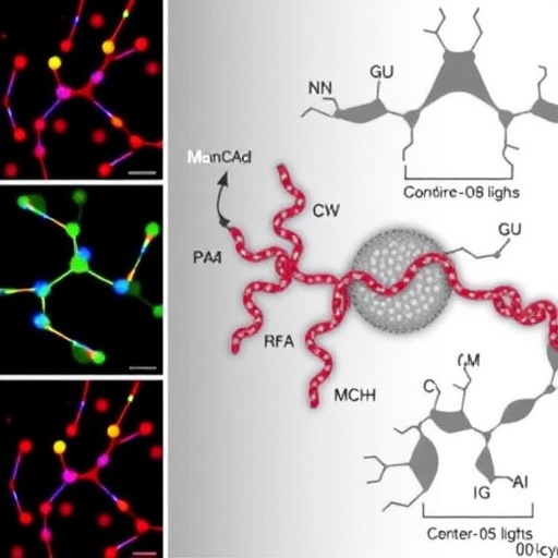 crispr-screens-reveal-oncogenic-lncrnas-targeted-by-cdk4/6-inhibitors