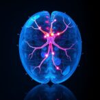 new-study-reveals-people-use-identical-neurons-for-seeing-and-imagining-objects
