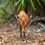 wildlife-trade-amplifies-pathogen-transmission-risks