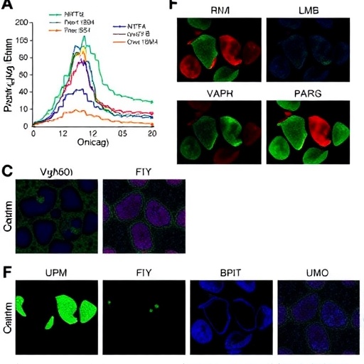 boosted-wnt10b/foxo6-drives-kidney-inflammation,-fibrosis