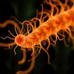 neural-circuits-driving-directed-turning-in-c.-elegans