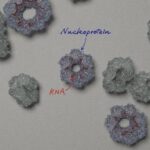 first-detailed-insight-into-bornavirus-nucleoprotein–rna-complex-reveals-unique-assembly