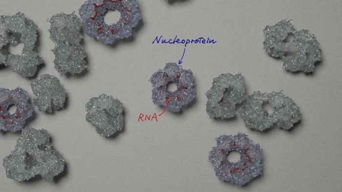 first-detailed-insight-into-bornavirus-nucleoprotein–rna-complex-reveals-unique-assembly