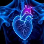 sevoflurane-safeguards-heart-via-rmrp/mir-206-pathway