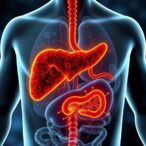 prebiotic-xylooligosaccharides-improve-liver-disease-via-gut