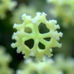 bio-based-sulfonated-cyclodextrin-catalyzes-5-hmf-synthesis