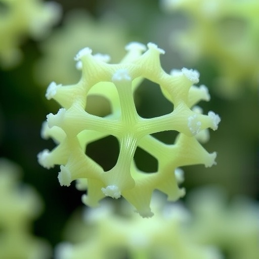 bio-based-sulfonated-cyclodextrin-catalyzes-5-hmf-synthesis