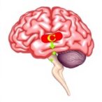 selective-nmda-glun2b-blocker-slows-sca1-neurodegeneration