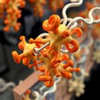 hydrophobic-tuning-of-copper-metalloenzyme-via-non-canonical-amino-acids