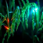 breakthrough-rice-study-unravels-decades-old-mystery-in-organic-light-emitting-crystals