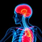 new-questionnaire-assesses-sarcopenia-in-older-adults