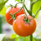 combining-two-genes:-a-promising-approach-to-creating-virus-resistant-tomatoes