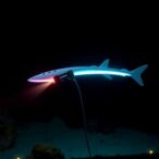 black-ghost-knifefish-sparks-innovation-in-next-generation-agile-underwater-robots