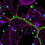 polyclonal-selection-drives-immune-checkpoint-mutations