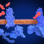 glp-1-drug-improves-liver-health-independent-of-weight-loss,-mouse-study-finds