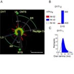 dysregulated-lamin-b1-thickens-nuclear-lamina-in-dyt1